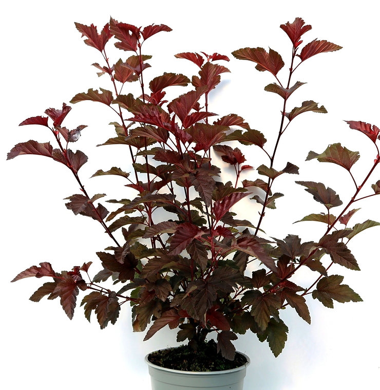 Пузыреплодник калинолистный Андре